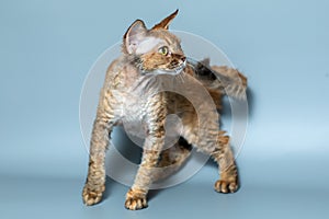 Funny cat breed Devon Rex sitting on a blue background