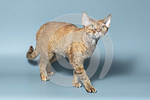 Funny cat breed Devon Rex sitting on a blue background