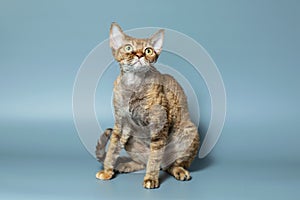 Funny cat breed Devon Rex sitting on a blue background