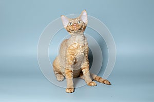 Funny cat breed Devon Rex sitting on a blue background