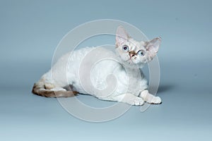 Funny cat breed Devon Rex sitting on a blue background