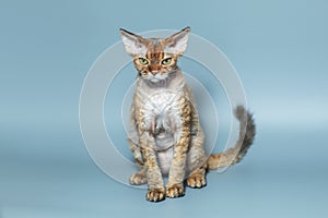Funny cat breed Devon Rex sitting on a blue background