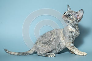 Funny cat breed Devon Rex sitting on a blue background