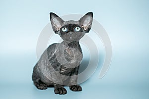 Funny cat breed Devon Rex sitting on a blue background