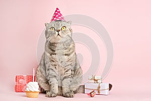 Funny cat in a cap celebrates birthday, on a pink background
