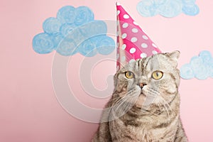 Funny cat in a cap celebrates birthday, on a pink background