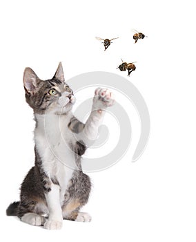 Funny Cat Catching Bees