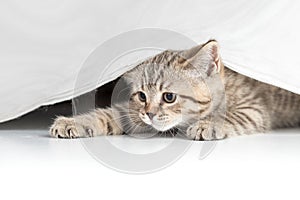 Funny cat catching from under white curtain