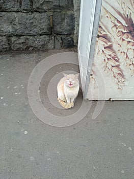 Funny cat is comunicate with me on Yerevan, Armenia