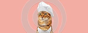 Funny cat - a cook in a white cap and apron