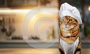 Funny cat - a cook in a white cap and apron