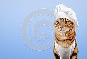 Funny cat - a cook in a white cap and apron