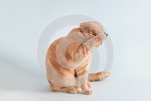 Funny cat covering his face with a paw. Embarrassed, dissapointed, naughty cat on blue background photo