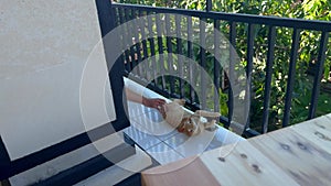 Funny cat crawling on floor laying on back using paws and claws as it is pulling on balcony rail. Anonymous man playing