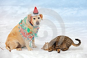 Funny cat and dog playing together on the snow