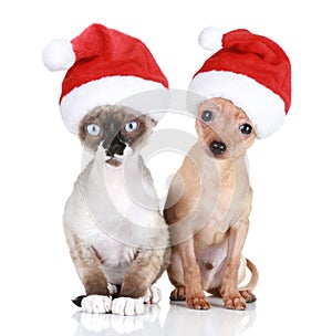 Funny cat and dog in christmas hats