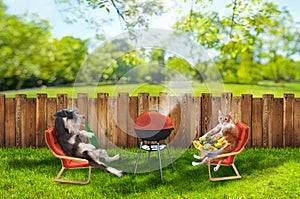Funny cat and dog relaxing at backyard and having picnic with bbq