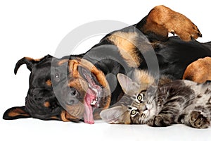 Funny Cat and Dog on white background