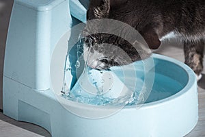 Funny cat drinks water from water dispenser. Cat water fountain. Pet thirst. Dehydration in a cat.