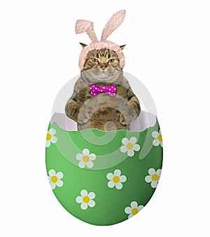 Cat in the green easter egg