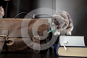 Funny cat enthusiastically gnaws a pencil while sitting on the books, next to it there is an old briefcase. Education
