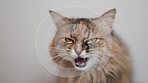 Funny cat on a gray background having fun and interesting emotions, 4k video