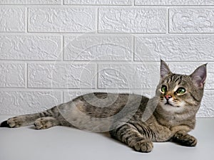 Funny cat with green eyes looks up in surprise at your advertisement. Portrait of a cat on white background. Resting cat