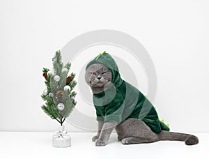 Funny cat in a green hoodie winks on white background. British cat in a dragon costume and Christmas tree. Symbol of 2024 new year