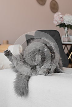 Funny cat with grey fur sitting on a sofa doing yoga exercise