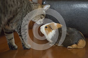 Funny cat and guinea pig kissing