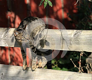 Funny cat hanging on fence
