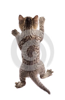 Funny cat hanging on white background photo