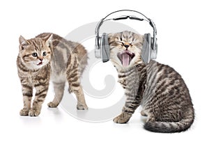 Funny cat in headphones listening music and another cat is shocked by this