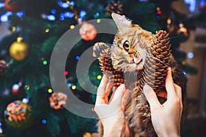 Funny cat at home home played with cone Beautiful Christmas background with new year daccor, Christmas tree with decorations. Chri