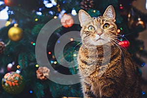 Funny cat at home sitting at home Beautiful Christmas background with a new year daccor, Christmas tree with embellishments. Chris