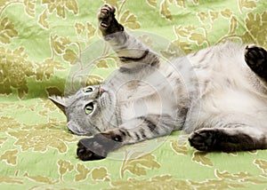 Funny cat, humorous photo of playing cat