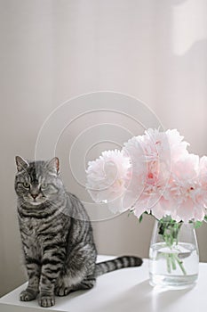 Funny cat and jug with flowers on a table in light room. Cat Portrait. Scottish straight cat indoors