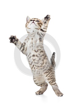 Funny cat jump in motion isolated