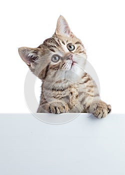 Funny cat kitten peeking out of a blank cardboard, isolated on white background