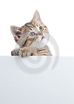 Funny cat kitten peeking out of a blank cardboard, isolated on white background