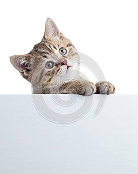 Funny cat kitten peeking out of a blank sign, isolated on white background