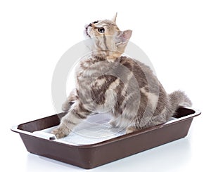 Funny cat kitten sitting in a cats toilet isolated on white