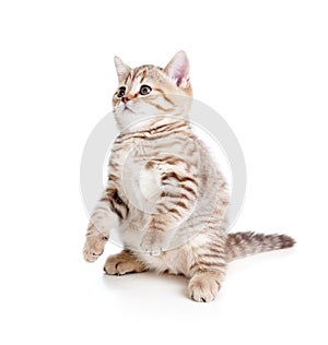 Funny cat kitten standing on hind legs