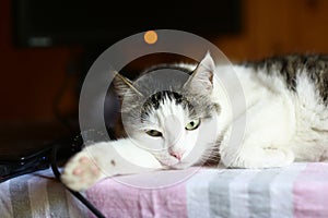 Funny cat lay on table working place with computer monitor on the background photo