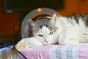 Funny cat lay on table working place with computer monitor on the background photo