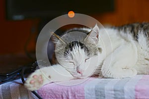 Funny cat lay on table working place with computer monitor on the background photo