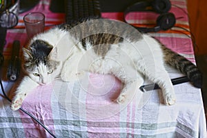 Funny cat lay on table working place with computer monitor on the background photo
