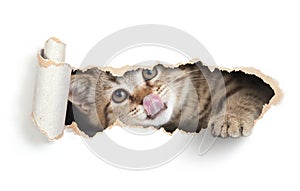 Funny cat licking own lips in paper hole