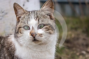 Funny cat looking at camera. Cat with strange look on backyard. Adorable kitten in village. Rural animals. Cute domestic cat.