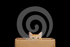 Funny cat looking out of the box